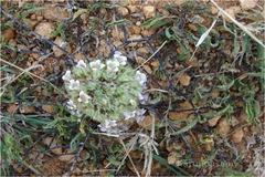 Lepidagathis subarmata